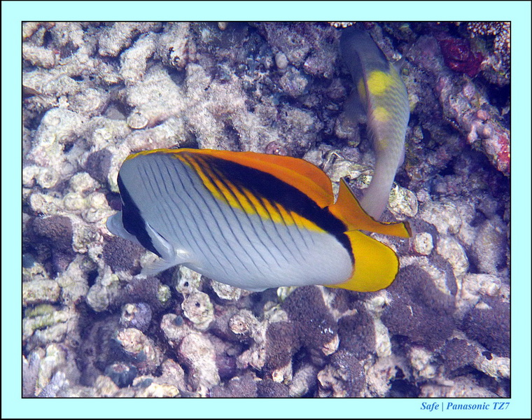 2011 - 08 - Borneo - Sipadan 111